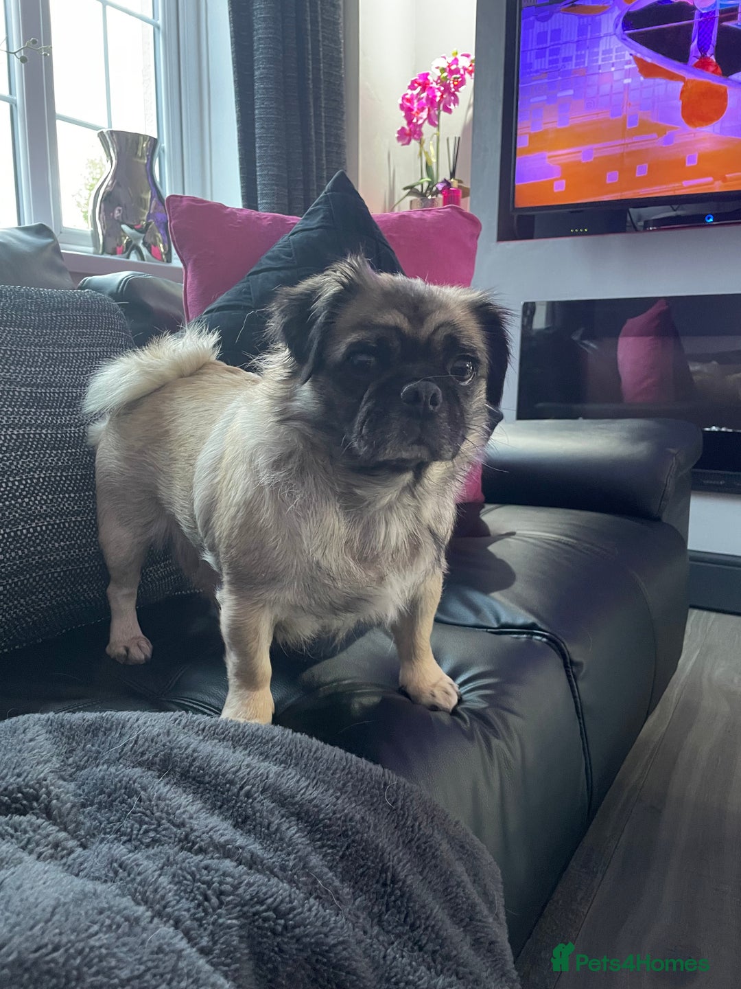 Pug dogs for sale: Beautiful KC Reg spayed fluffy pug needs home 💖 - Advert 5