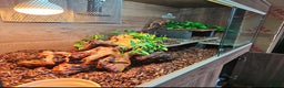 Skink reptiles for sale: Blue Tongued Skink-Male enclosure and cabnet setup - Advert 21