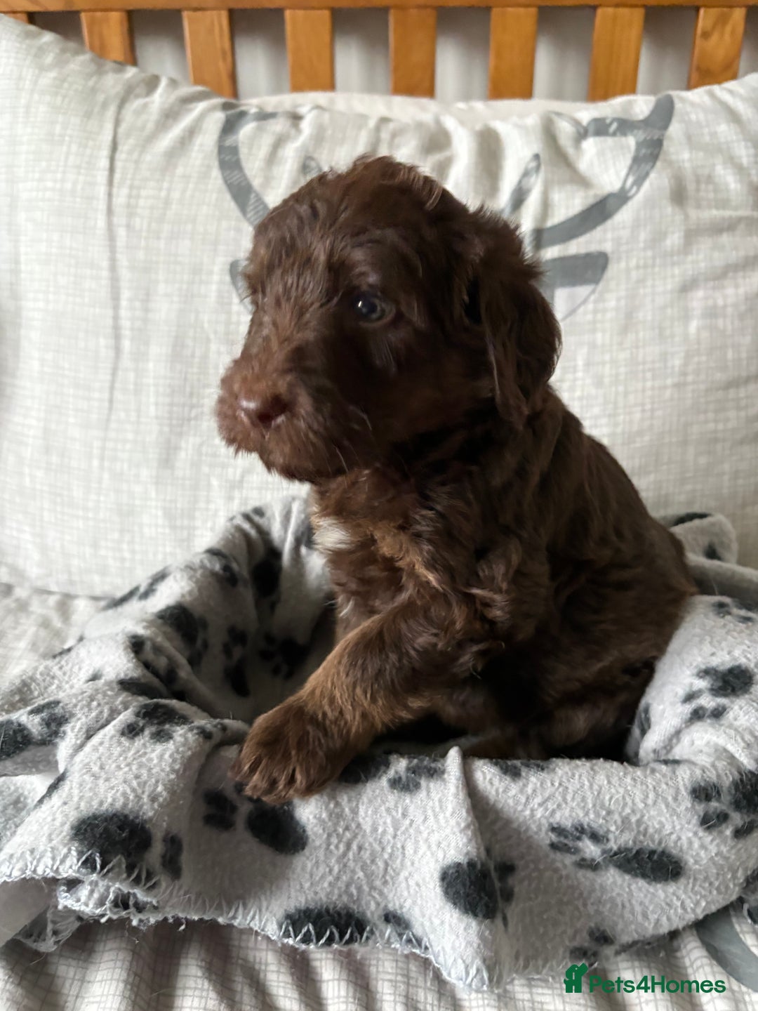 Labradoodle dogs for sale: Stunning Labradoodle Puppies  - Advert 25