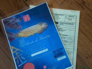 Cichlids fish Golden high back arrowana - Advert 8