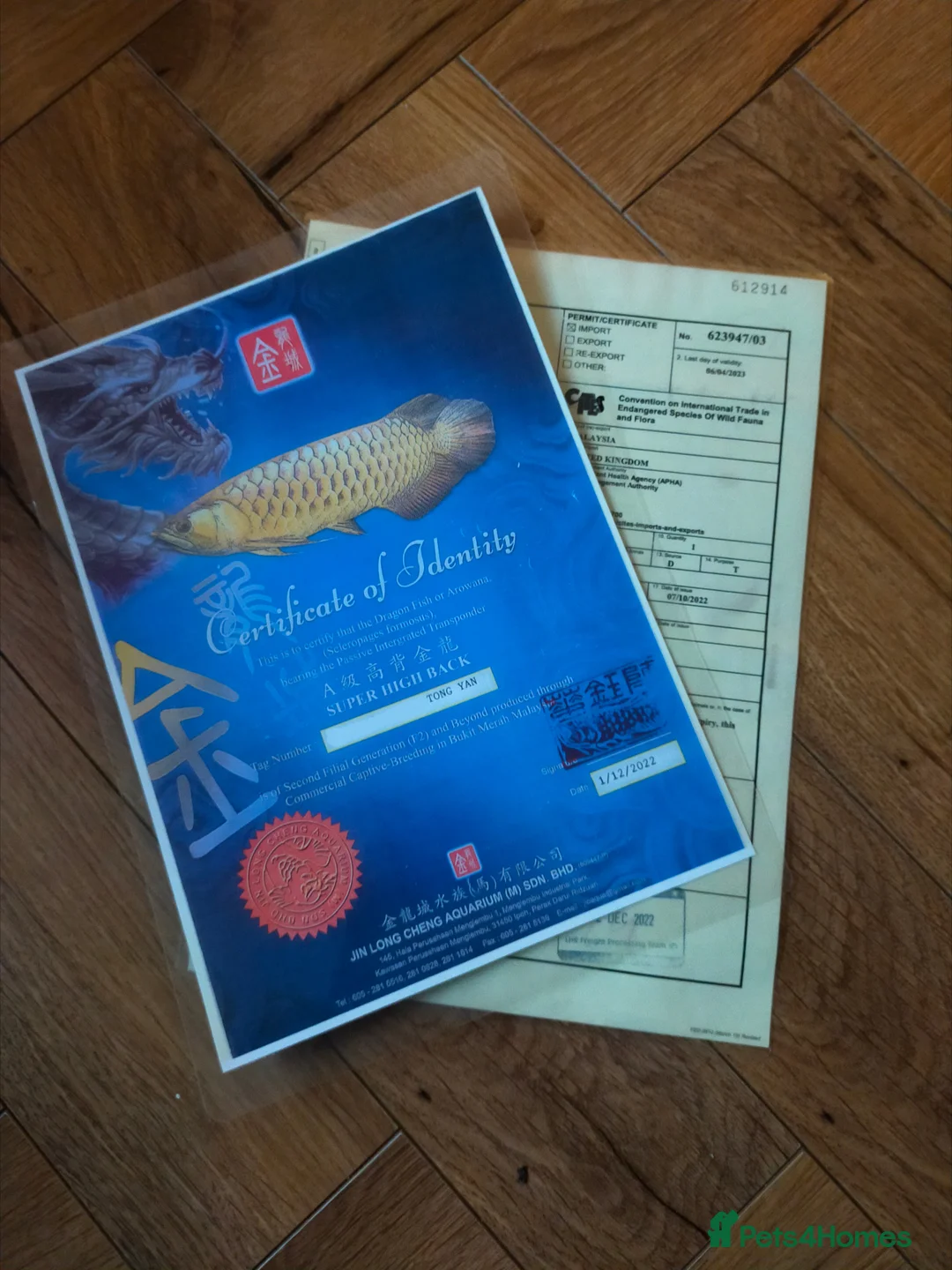 Cichlids fish for sale: Golden high back arrowana  - Advert 1
