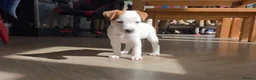 Jack Russell dogs for sale: Exquisite litter of Jack Russell Pups 🐾  - Advert 32