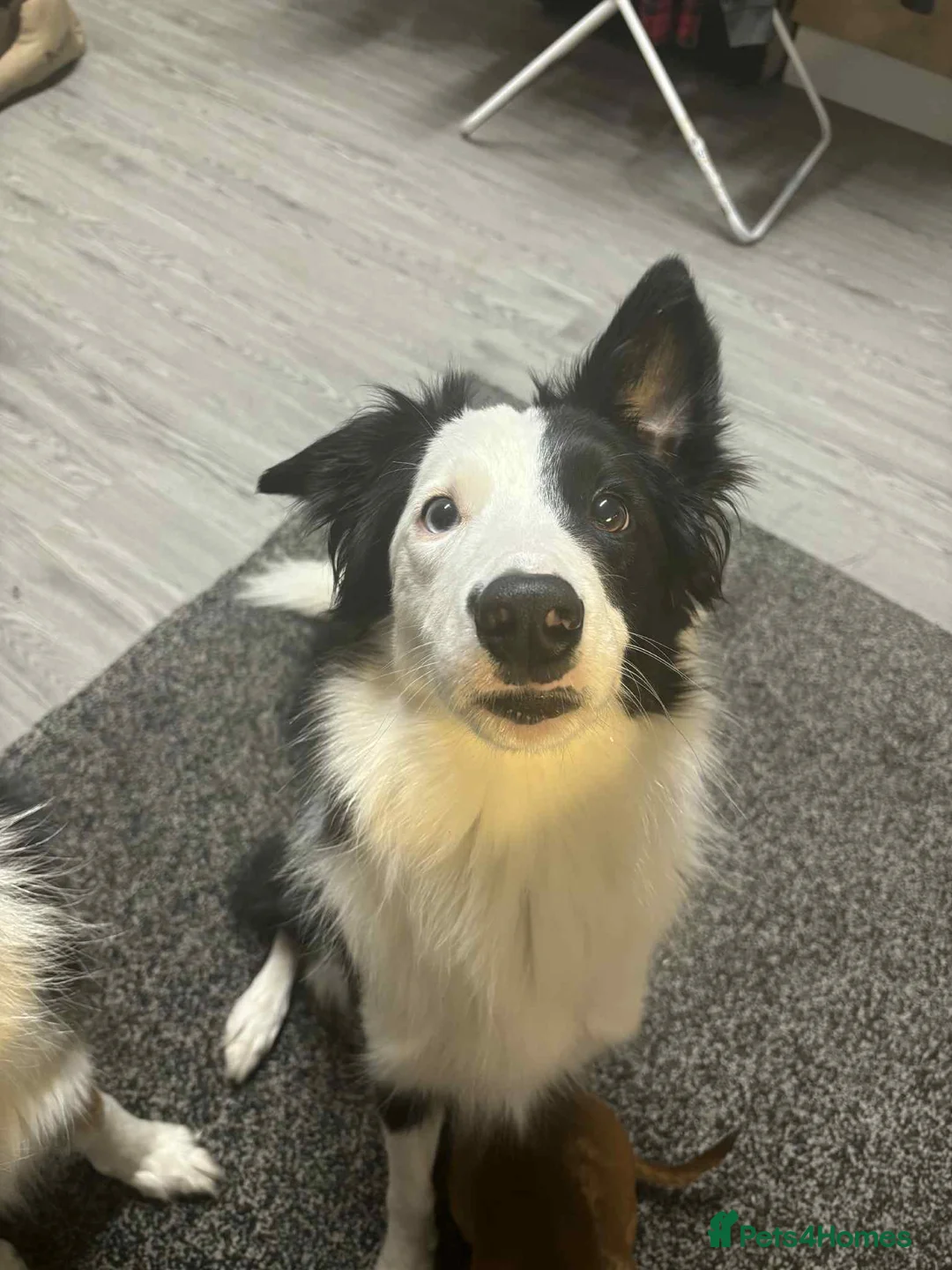 Border Collie dogs for sale: Callie needs a new home  - Advert 25