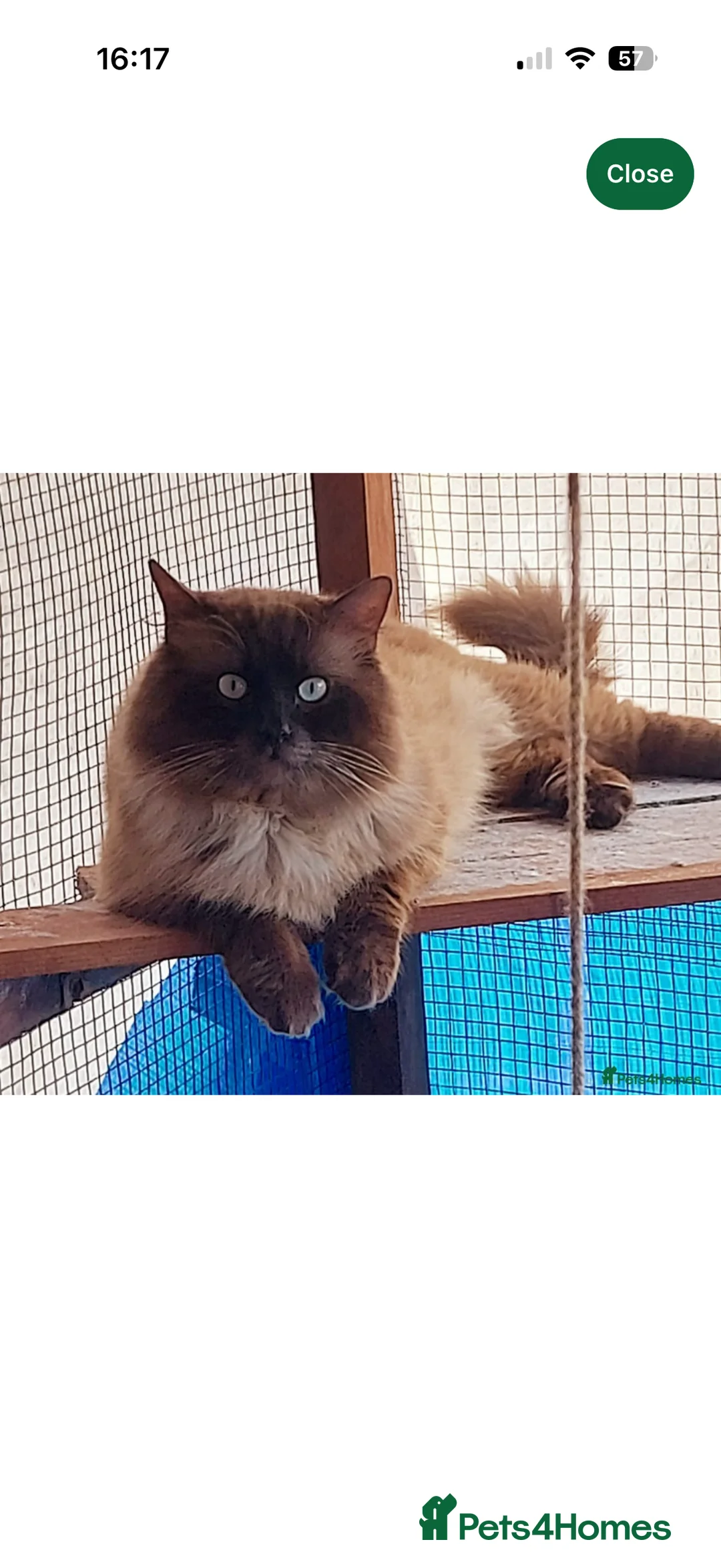 Ragdoll cats for sale: Fully vaccinated, vet checked V cuddly Ragdoll boy - Advert 13