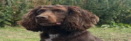 Cocker Spaniel dogs for stud: FTCH cocker spaniel for stud  - Advert 9