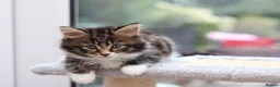 Mixed Breed cats for sale: Tabby Kittens Ready Soon - Advert 29