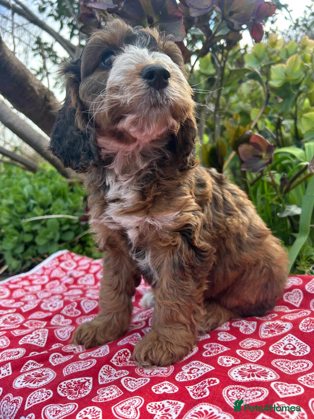 Cockapoo dogs for sale: F1 Cockapoo puppies READY NOW - Advert 2