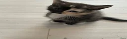 Mixed Breed cats for sale: 2 beautiful females kittens - Advert 2