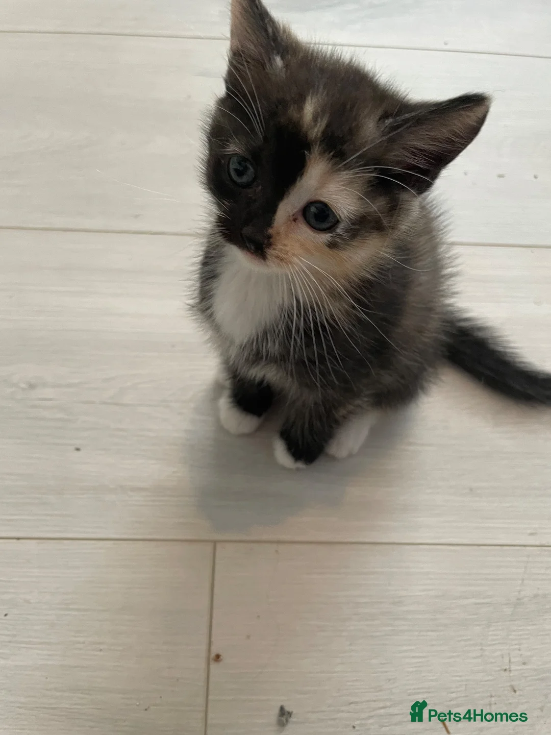 Mixed Breed cats for sale: 2 beautiful females kittens - Advert 2