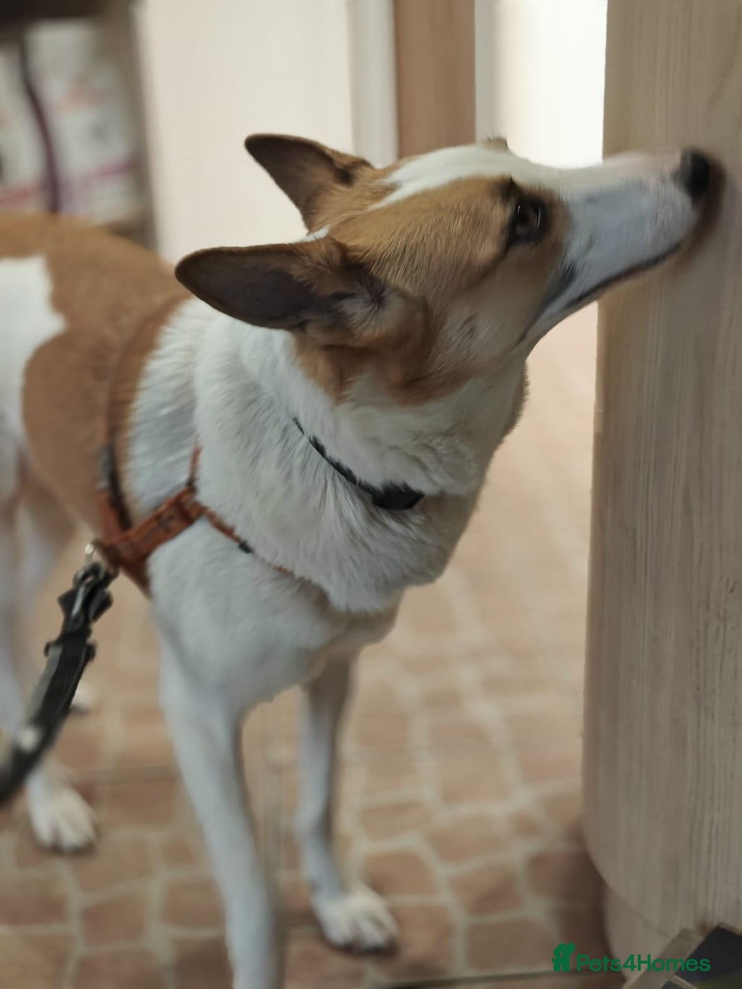 Mixed Breed dogs for adoption: ❤️Alaya❤️- Gentle 4 years old girl  - Advert 4