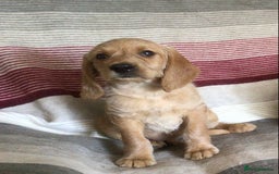 Hungarian Vizsla dogs for sale: VIZSIPOO puppies, Vizsla x Miniature Poodle - Image 10
