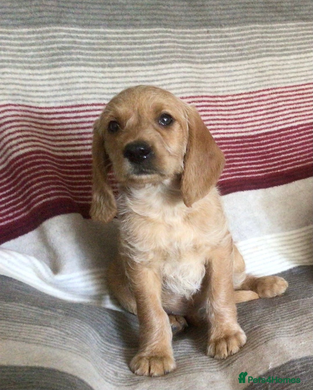 Hungarian Vizsla dogs for sale: VIZSIPOO puppies, Vizsla x Miniature Poodle - Image 10
