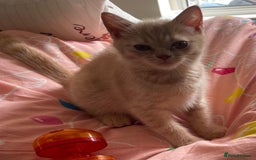 British Shorthair cats for sale: Beautiful 5th generation British shorthair kittens - Image 6