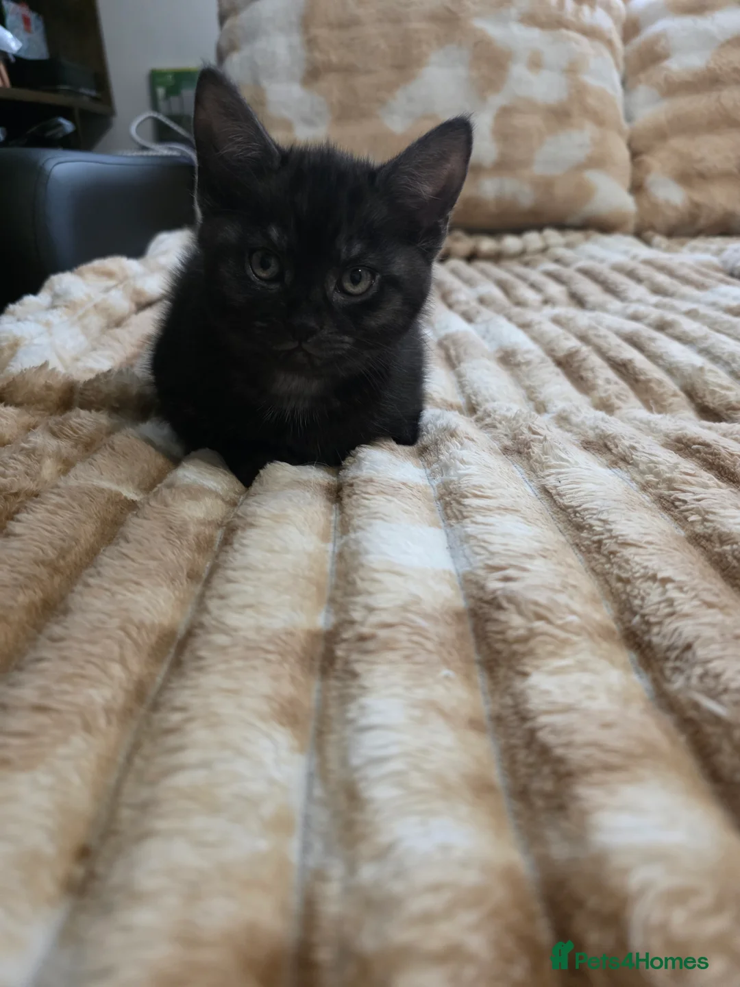 Mixed Breed cats for sale: Loveley Kittens looking for home - Advert 7