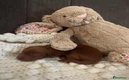 Cockapoo dogs for sale: Gorgeous Fox red F1B cockapoos - Image 6