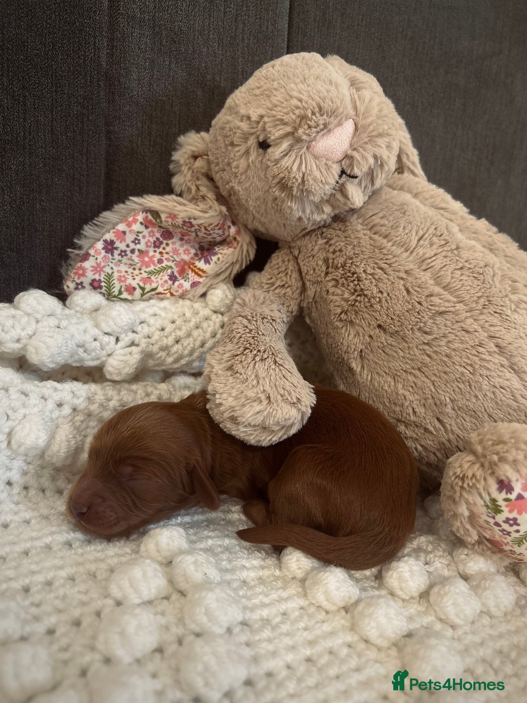 Cockapoo dogs for sale: Gorgeous Fox red F1B cockapoos - Image 6