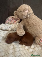 Cockapoo dogs Gorgeous Fox red F1B cockapoos - Advert 14