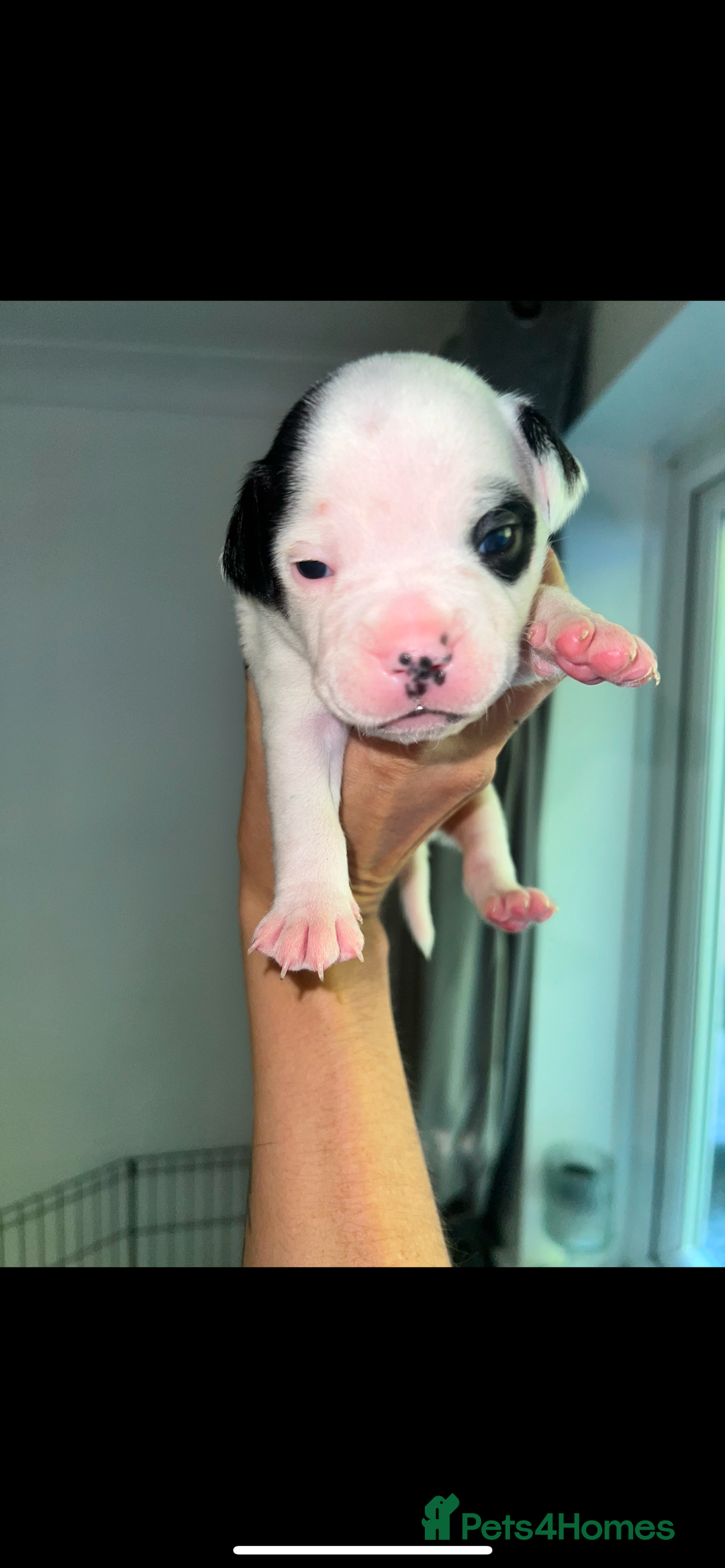 Mixed Breed dogs for sale: 🏡 Staff x American Bulldog Puppies  - Image 35