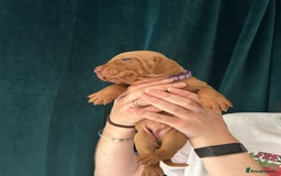 Hungarian Vizsla dogs for sale: KC Reg Hungarian Vizsla Puppies-Imported Lineage - Image 22