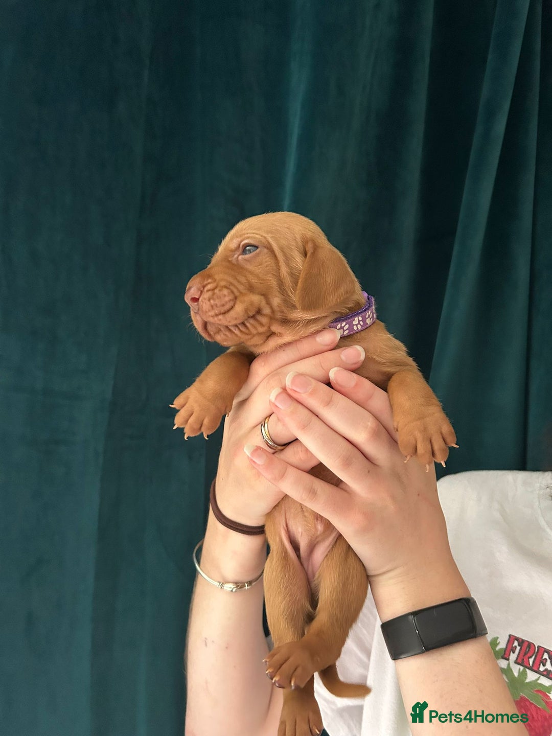 Hungarian Vizsla dogs for sale: KC Reg Hungarian Vizsla Puppies-Imported Lineage - Image 22