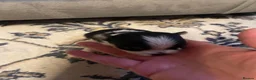 Biewer Terrier dogs for sale: Pure Miniature Biewer Terrier Puppies - Advert 7