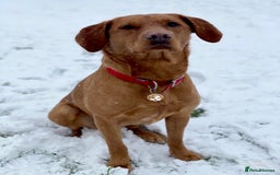 Labrador Retriever dogs for sale: Sykehead are expecting Fox Red lab pups  - Image 15