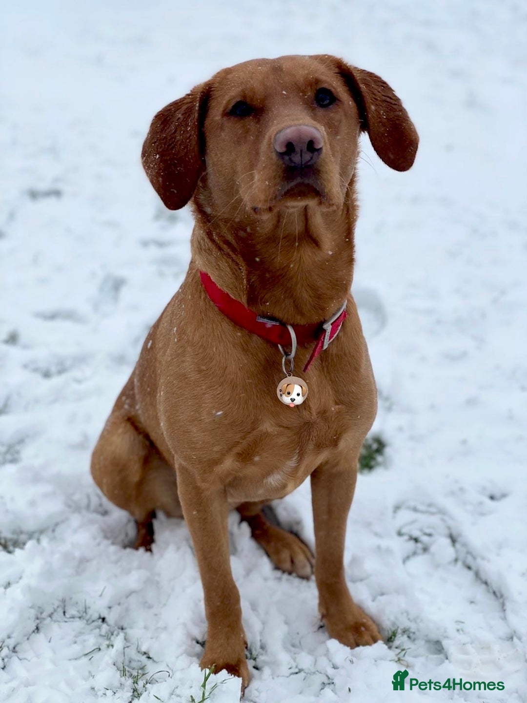 Labrador Retriever dogs for sale: Sykehead are expecting Fox Red lab pups  - Image 15