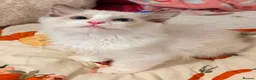 Ragdoll cats for sale: 1 Tica reg kitten left looking for a home  - Advert 2