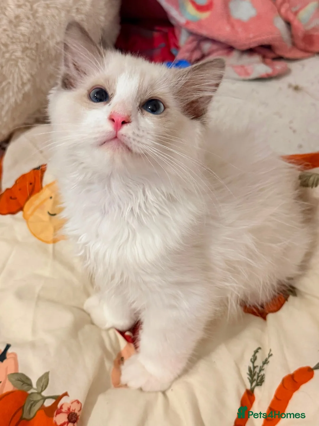 Ragdoll cats for sale: 1 Tica reg kitten left looking for a home  - Advert 2