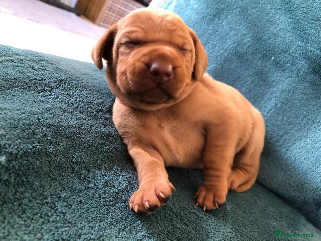 Hungarian Vizsla dogs for sale: Playfull and cheeky hungarian vizsla puppies  - Advert 32