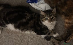 British Longhair cats for sale: 11 month old kitten looking for loving home - Image 1