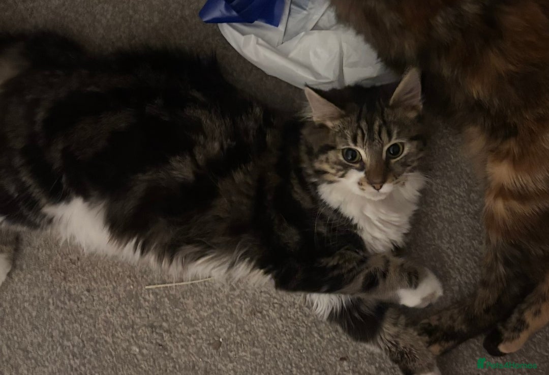 British Longhair cats for sale: 11 month old kitten looking for loving home - Image 1
