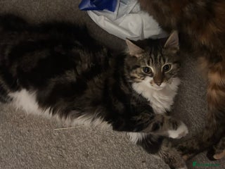 British Longhair cats - Advert 17