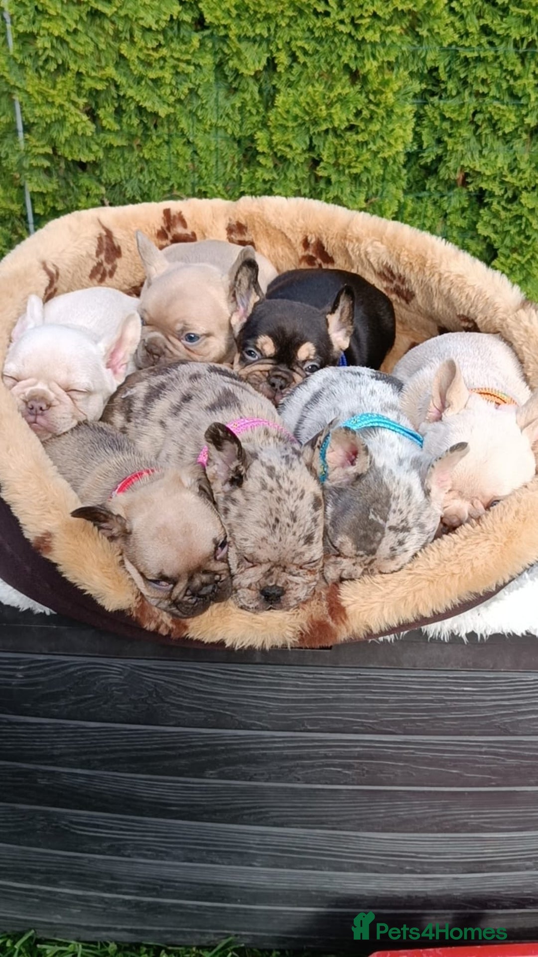 French Bulldog dogs for sale: ❤️ 🐶 beautiful French bulldog puppies ❤️🐶 - Image 2