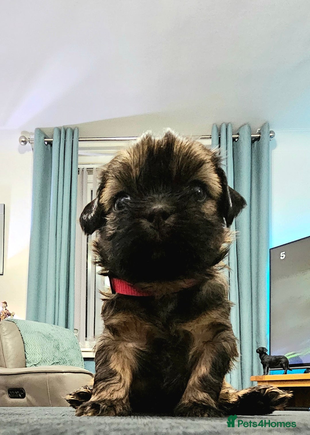 Shihpoo dogs for sale: Shi - Shipoo cross breed - Advert 4