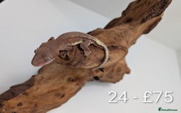 Gecko reptiles for sale: Beautiful baby crested geckos! - Image 23