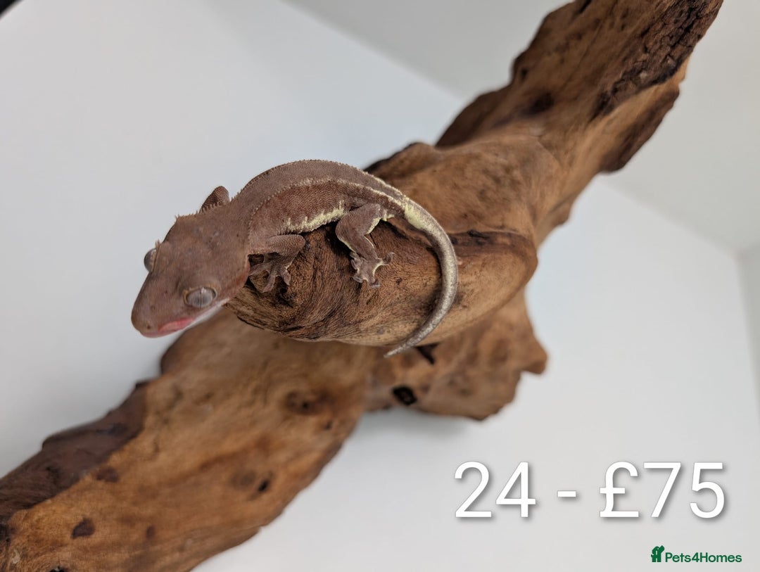 Gecko reptiles for sale: Beautiful baby crested geckos! - Image 23