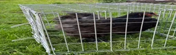 Chickens poultry for sale: Pair of brahmas - Advert 35