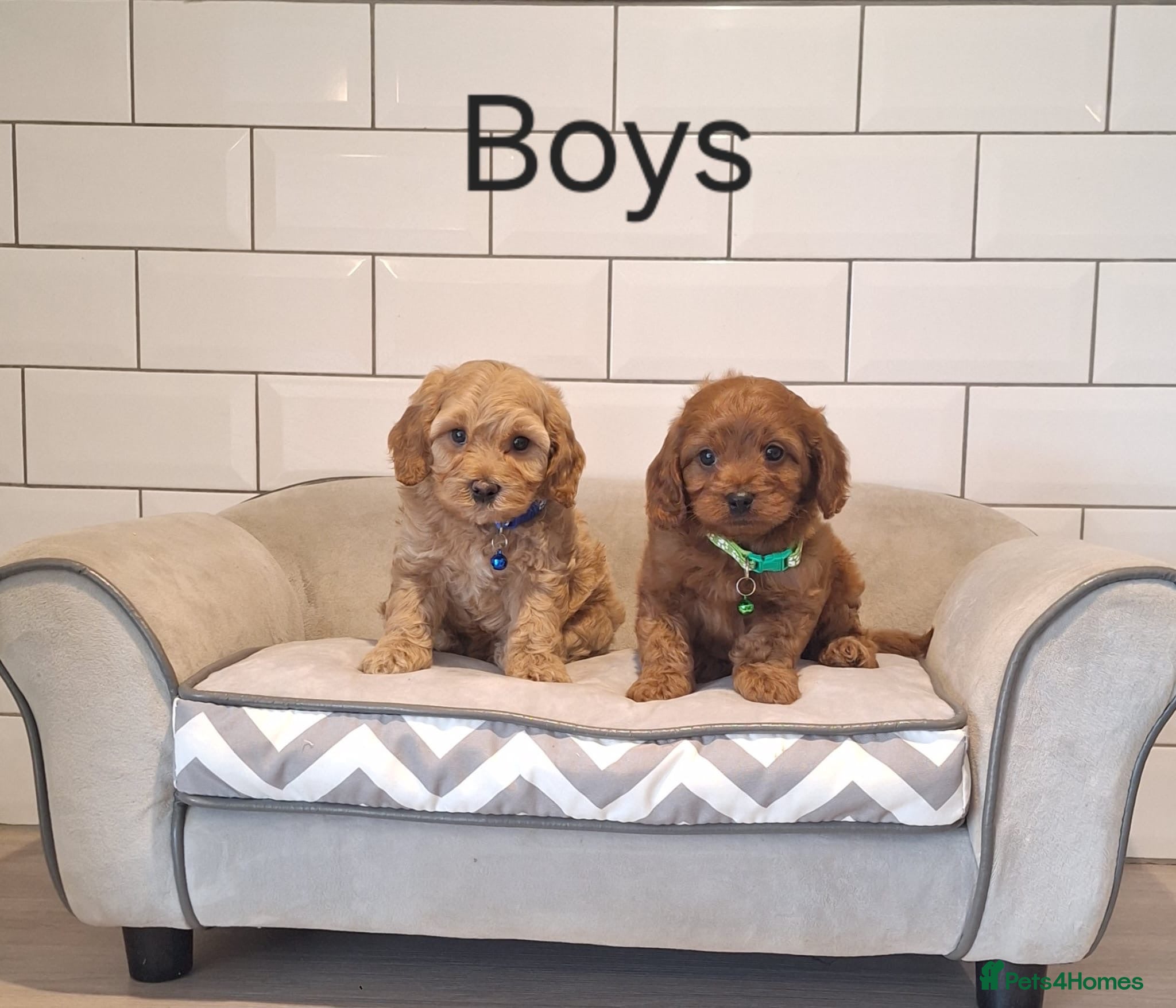 Cavapoochon dogs Beautiful Cavapoochons 🧡 - Advert 1