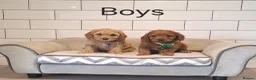 Cavapoochon dogs for sale: Beautiful Cavapoochons 🧡 - Advert 1