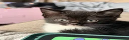 Mixed Breed cats for sale: 4 beautiful tuxedo kittens - Advert 14