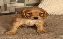Cockapoo dogs for sale: Adorable Cockapoo Puppies - Image 8