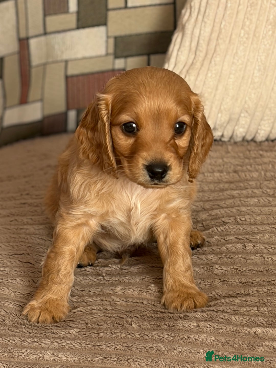 Cockapoo dogs for sale: Adorable Cockapoo Puppies - Image 8