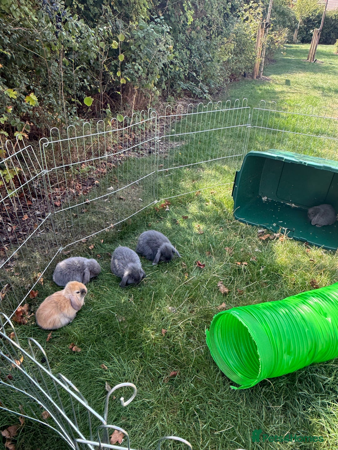 Mini Lop rabbits for sale: Baby rabbits for sale -mini lops - Image 7