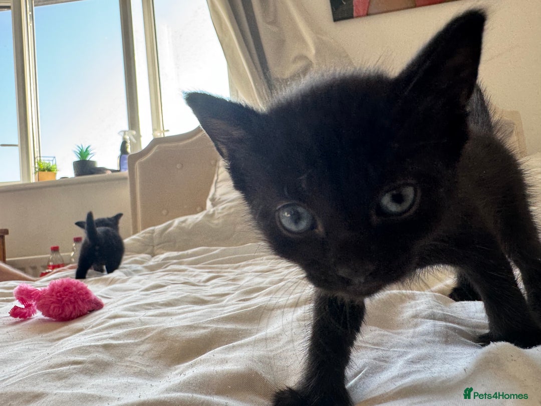 Mixed Breed cats for sale: 3x black kittens for sale  - Image 16
