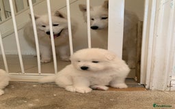 Samoyed dogs for sale: Samoyed puppies  - Image 4