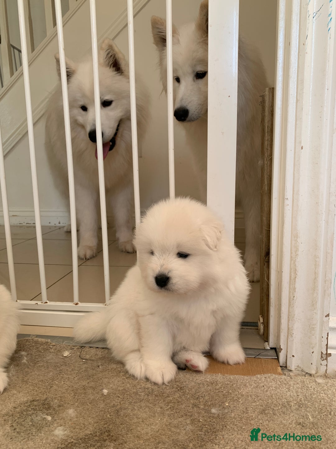 Samoyed dogs for sale: Samoyed puppies  - Image 4