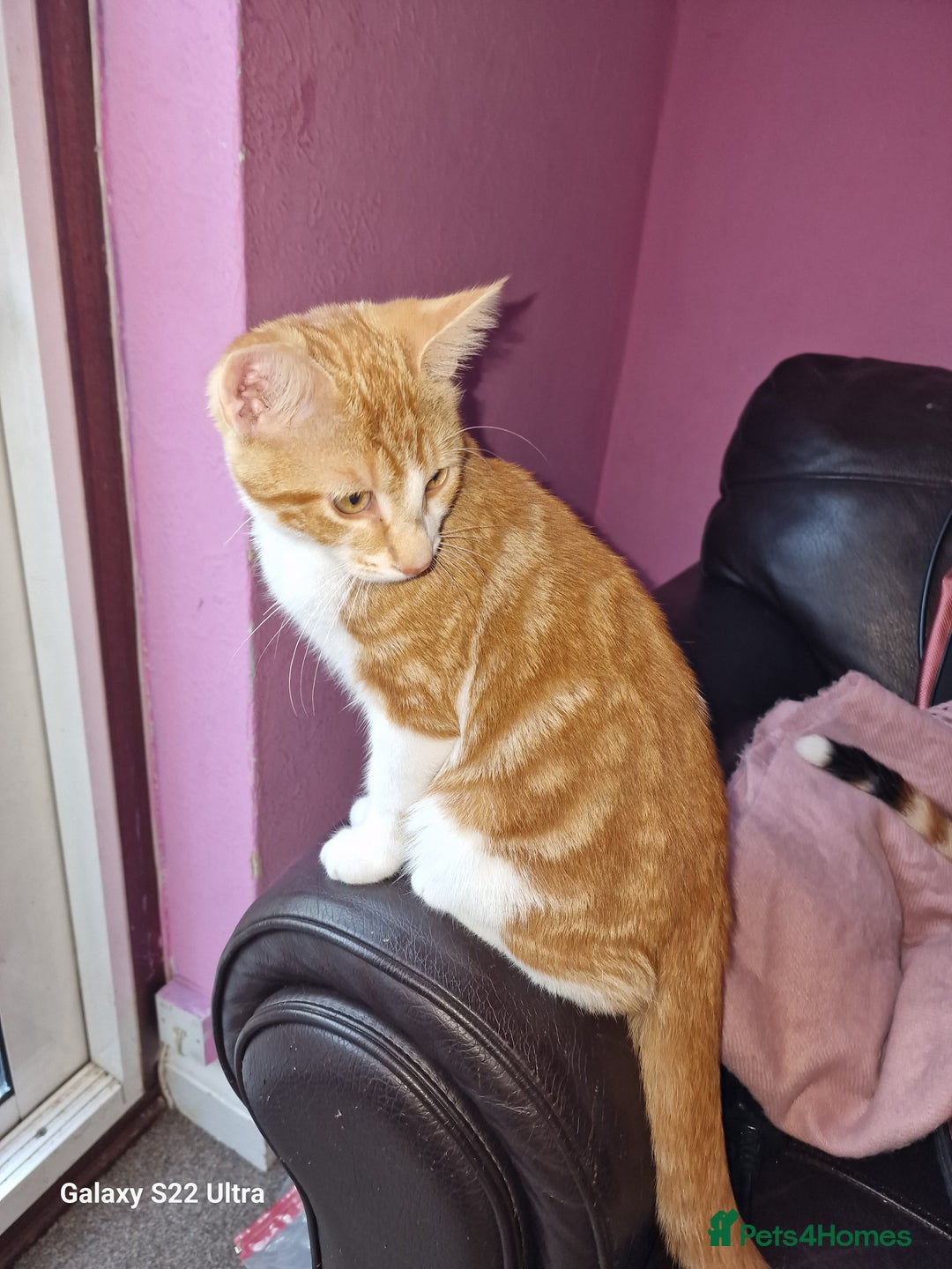 Mixed Breed cats for sale: Kitten - Image 8