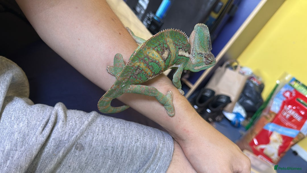 Chameleon reptiles for sale: Yemen chameleon  - Image 2