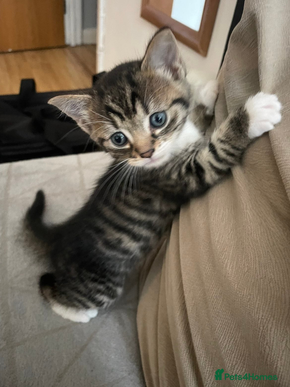 Mixed Breed cats for sale: Sweet kitty for sale 🩷🩷🩷 - Advert 1